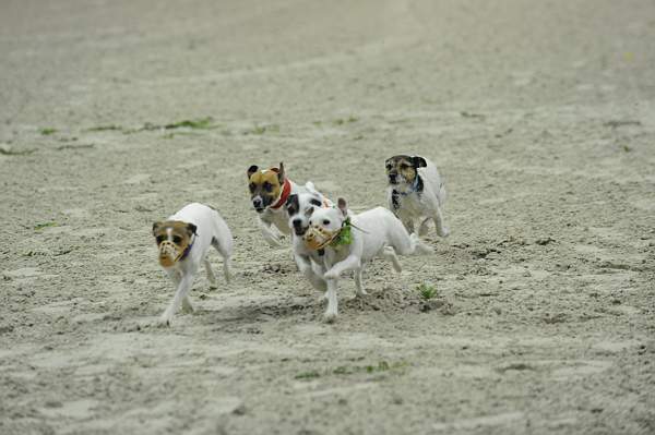 WIHS-10-23-09-DER_7250-Terriers-DDeRosaPhoto.jpg