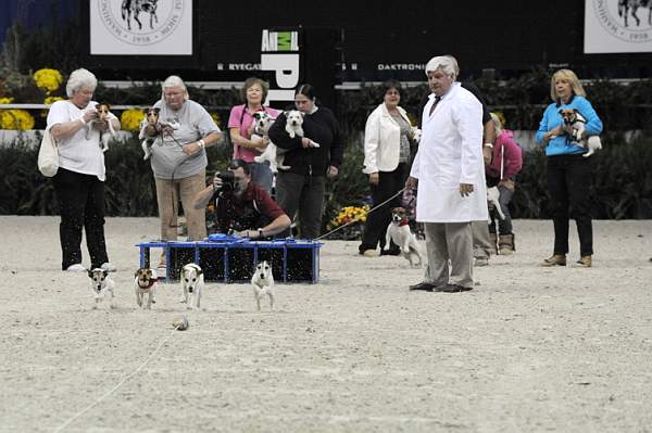 WIHS-10-23-09-DER_7251-Terriers-DDeRosaPhoto.jpg