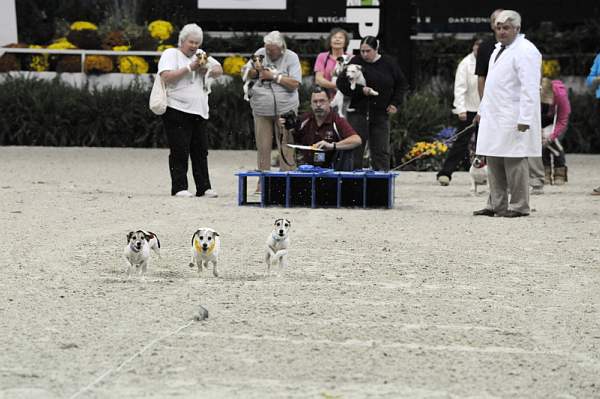 WIHS-10-23-09-DER_7252-Terriers-DDeRosaPhoto.jpg