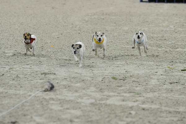 WIHS-10-23-09-DER_7253-Terriers-DDeRosaPhoto.jpg