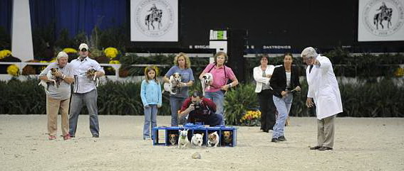 WIHS-10-23-09-DER_7255-Terriers-DDeRosaPhoto.jpg