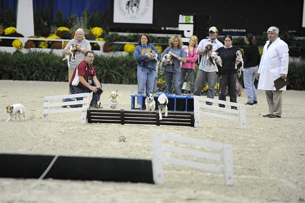 WIHS-10-23-09-DER_7265-Terriers-DDeRosaPhoto.jpg