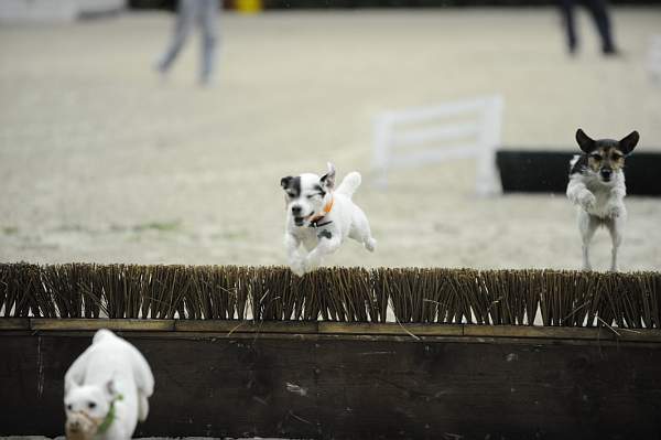 WIHS-10-23-09-DER_7268-Terriers-DDeRosaPhoto.jpg