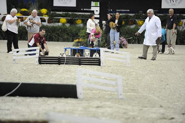 WIHS-10-23-09-DER_7270-Terriers-DDeRosaPhoto.jpg