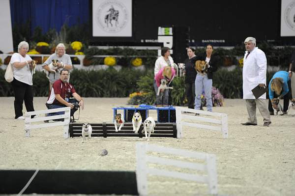 WIHS-10-23-09-DER_7272-Terriers-DDeRosaPhoto.jpg