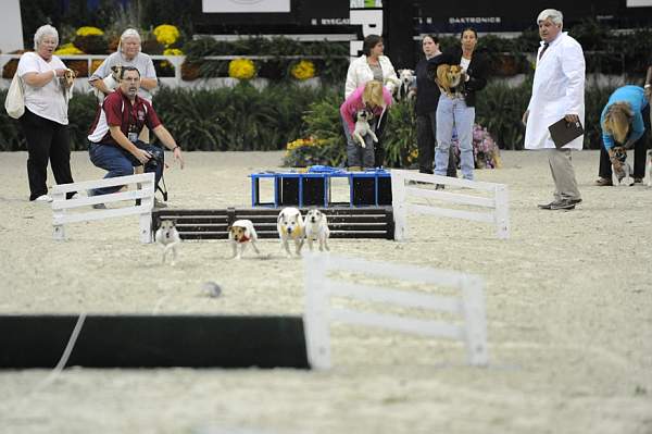 WIHS-10-23-09-DER_7274-Terriers-DDeRosaPhoto.jpg