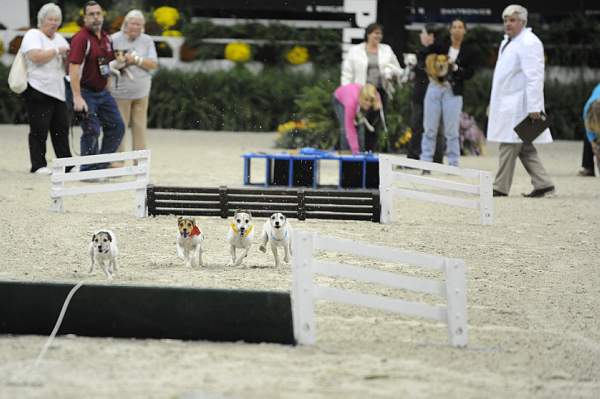 WIHS-10-23-09-DER_7275-Terriers-DDeRosaPhoto.jpg
