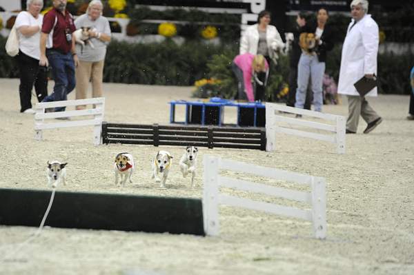 WIHS-10-23-09-DER_7276-Terriers-DDeRosaPhoto.jpg