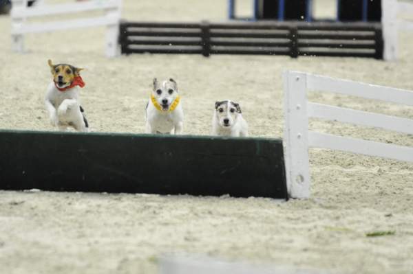 WIHS-10-23-09-DER_7277-Terriers-DDeRosaPhoto.jpg