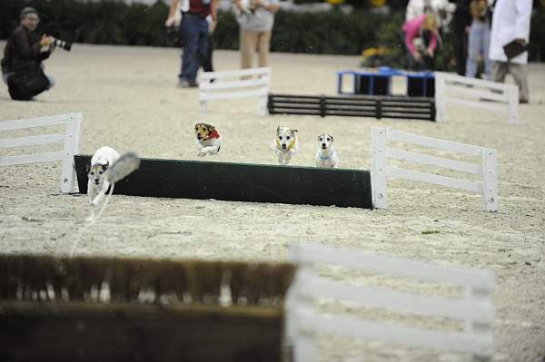 WIHS-10-23-09-DER_7278-Terriers-DDeRosaPhoto.jpg