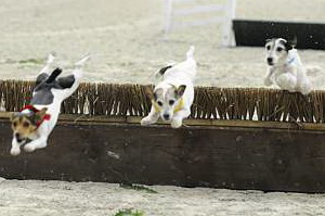 WIHS-10-23-09-DER_7282-Terriers-DDeRosaPhoto.jpg