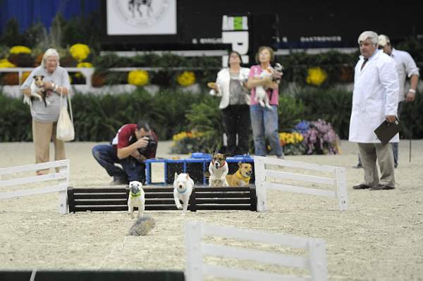 WIHS-10-23-09-DER_7284-Terriers-DDeRosaPhoto.jpg