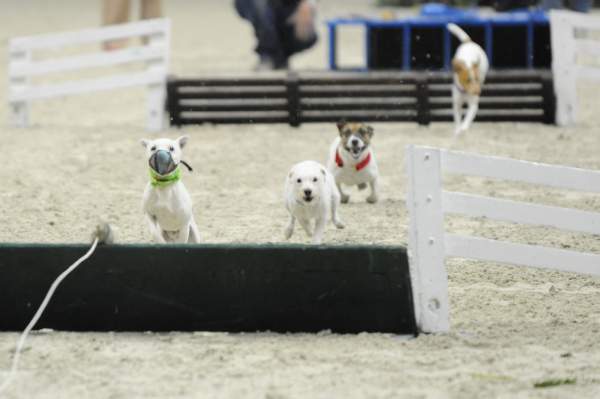 WIHS-10-23-09-DER_7286-Terriers-DDeRosaPhoto.jpg
