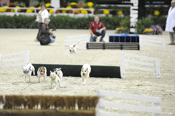 WIHS-10-23-09-DER_7299-Terriers-DDeRosaPhoto.jpg