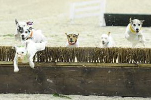 WIHS-10-23-09-DER_7303-Terriers-DDeRosaPhoto.jpg