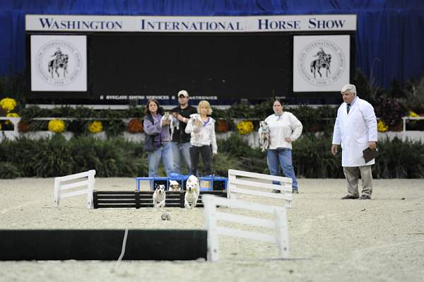 WIHS-10-24-09-DSC_0577-Terriers-DDeRosaPhoto.jpg