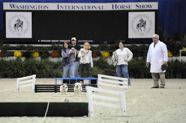 WIHS-10-24-09-DSC_0578-Terriers-DDeRosaPhoto.jpg