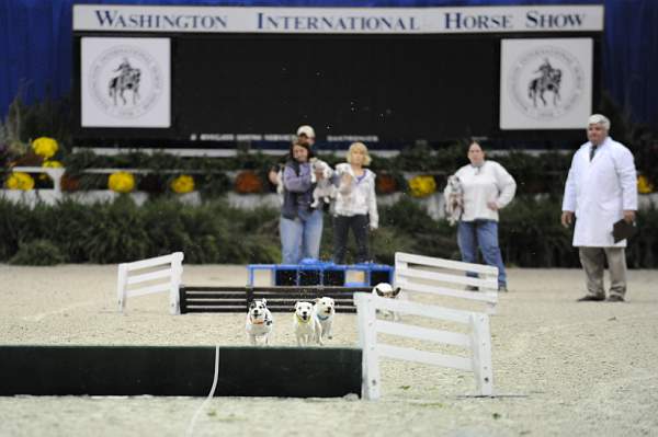 WIHS-10-24-09-DSC_0579-Terriers-DDeRosaPhoto.jpg