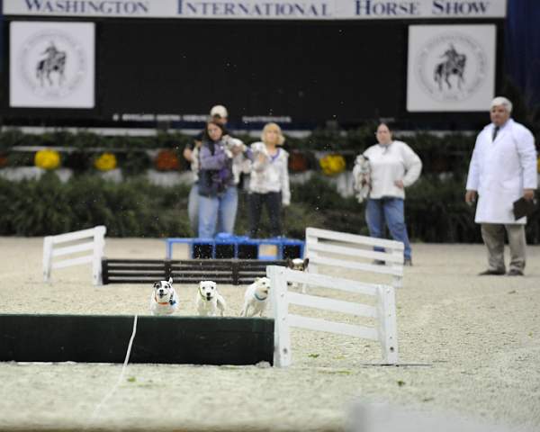 WIHS-10-24-09-DSC_0580-Terriers-DDeRosaPhoto.jpg