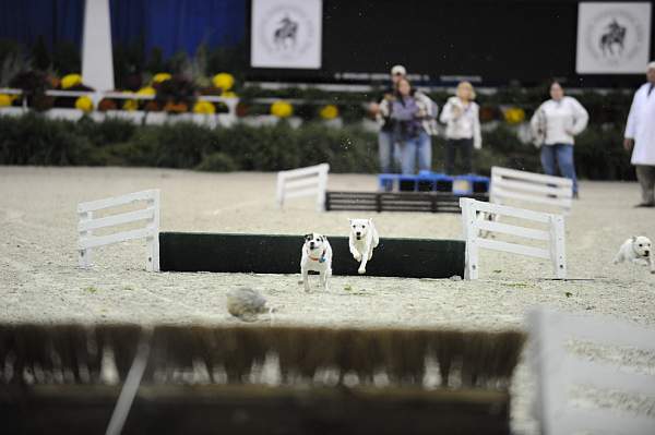 WIHS-10-24-09-DSC_0581-Terriers-DDeRosaPhoto.jpg