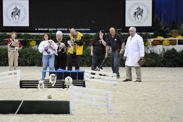 WIHS-10-25-09-DSC_3385-Terriers-DDeRosaPhoto.jpg