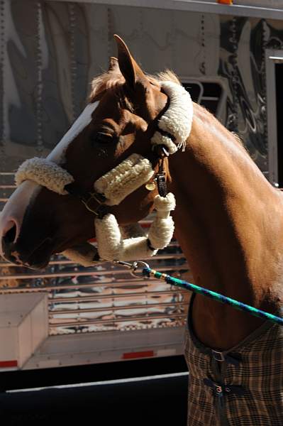 WIHS-10-19-09-352-DDeRosaPhoto.jpg