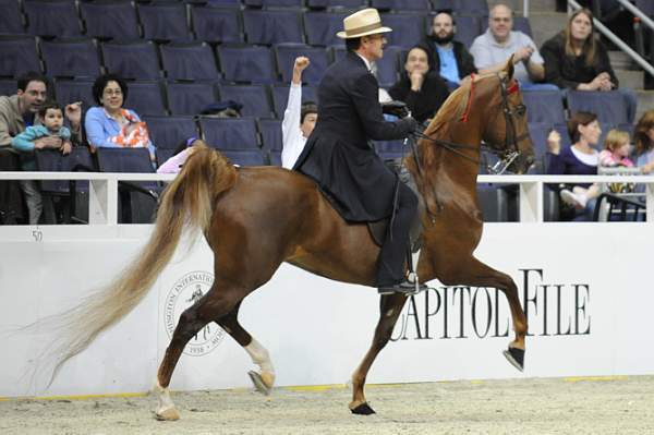 WIHS-10-25-09-DSC_3462-WOH-BillShiflet-Saddlebreds-DDeRosaPhoto.jpg