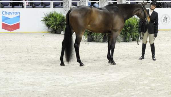 WIHS-10-20-10-DER_5227-Sponsors-Chevron-DDeRosaPhoto.jpg