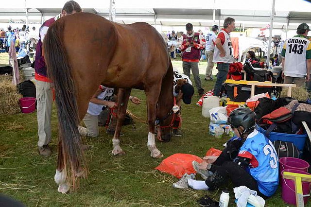 WEG2-Endurance-8-28-14-6535-DDeRosaPhoto