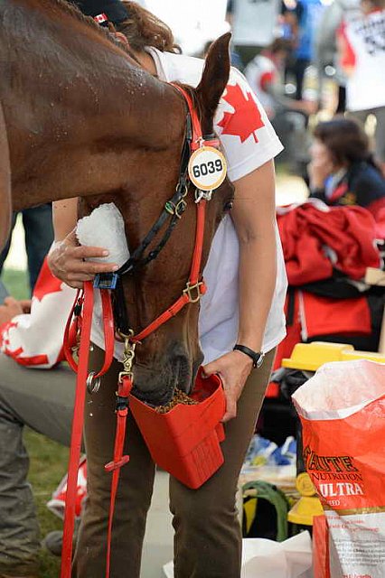 WEG2-Endurance-8-28-14-6649-DDeRosaPhoto