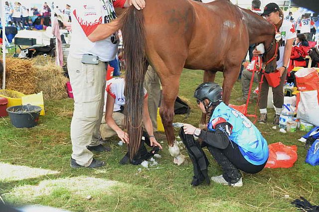 WEG2-Endurance-8-28-14-6650-DDeRosaPhoto