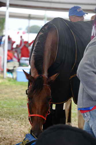 WEG2-Endurance-8-28-14-6719-DDeRosaPhoto