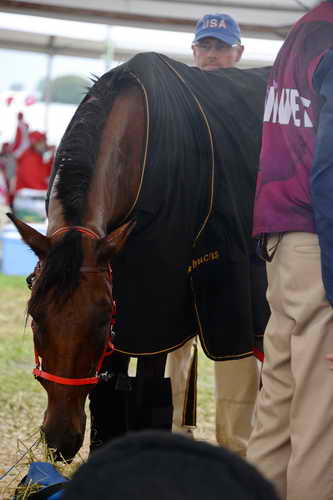 WEG2-Endurance-8-28-14-6722-DDeRosaPhoto