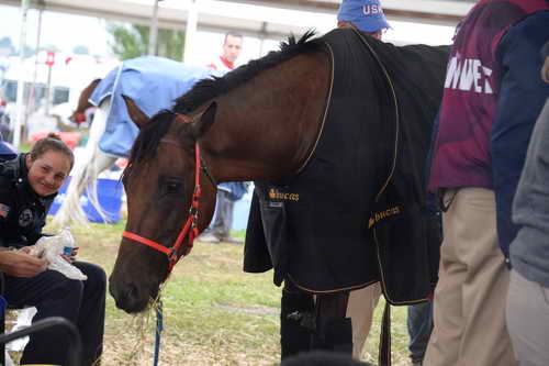 WEG2-Endurance-8-28-14-6737-DDeRosaPhoto