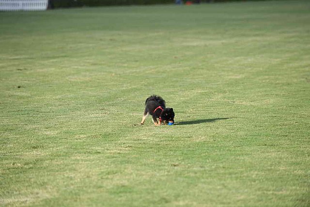 IPC-Polo-1-1-17-1280-DDeRosaPhoto